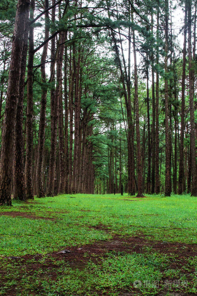 松树和在森林里的草
