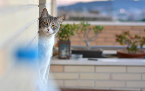 回家坐在他家的阳台上的猫
