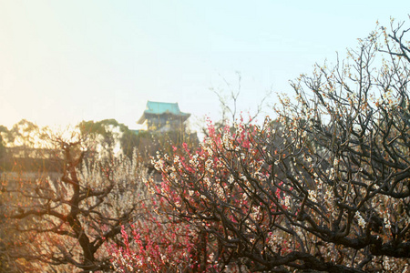 背景下的梦幻樱花与日本城堡图片