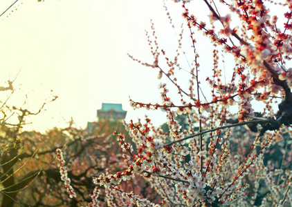 背景下的梦幻樱花与日本城堡图片