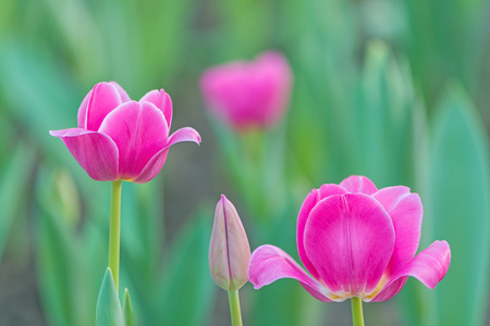 粉色郁金香花