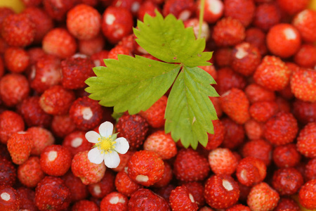 成熟的红草莓特写