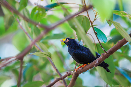 常见的mynaacridotheres三弦鸟常见的鹩哥鸟栖息在树上的常见的八哥鸟