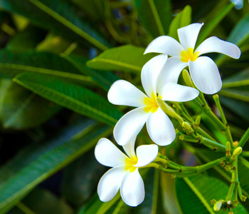 白梅香鲜花