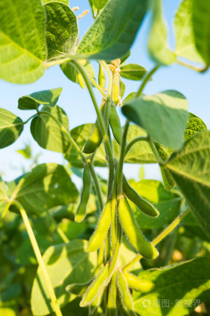 成熟的豆荚大豆豆绿色的天空