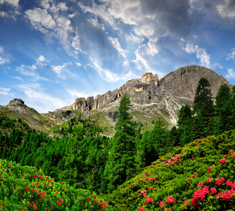 白云岩的山峰玫瑰园