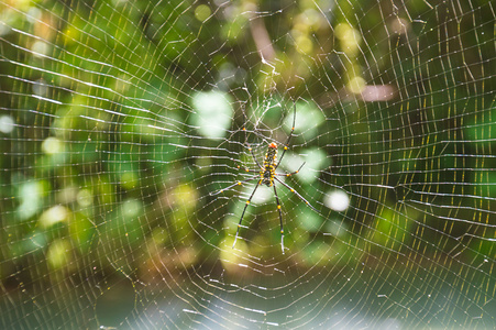在 web 上的黄色蜘蛛
