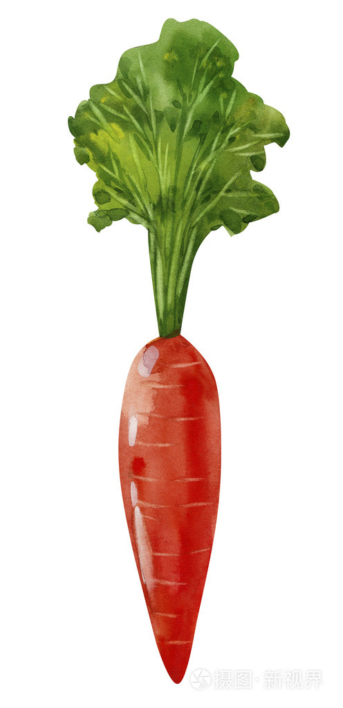 水彩胡萝卜