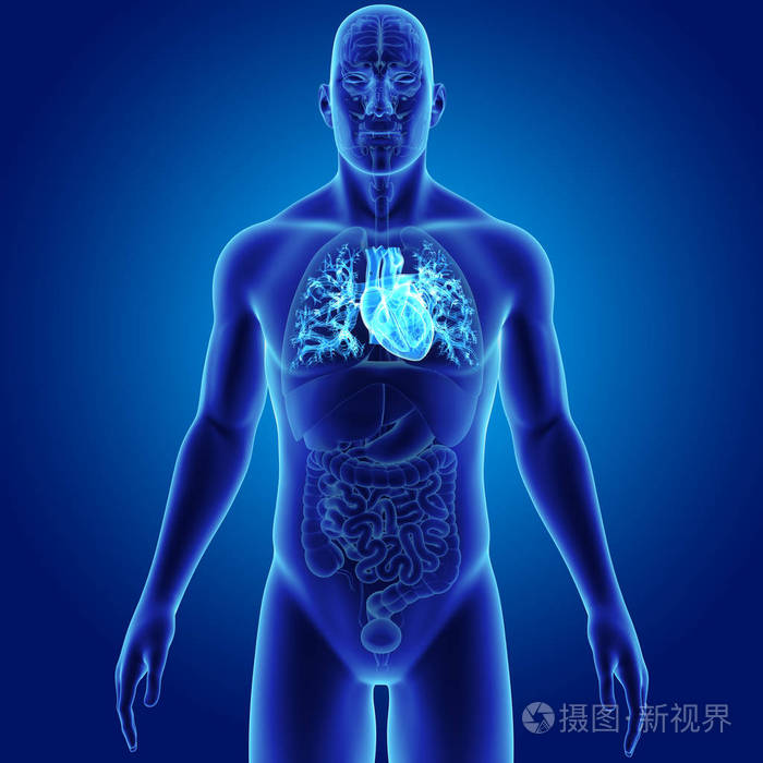 心与器官前视图