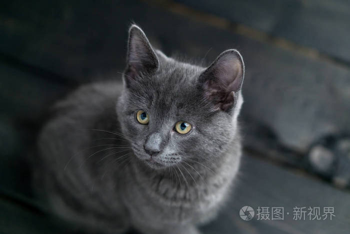 灰色的猫照片图片