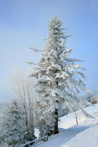 雪覆盖在蓝蓝的天空下的山脉的枞树