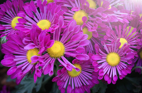 紫色菊花花在花园里的阳光