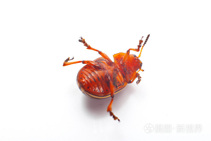 甲虫的样子图片背面图片