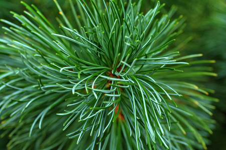 绿色松针图片