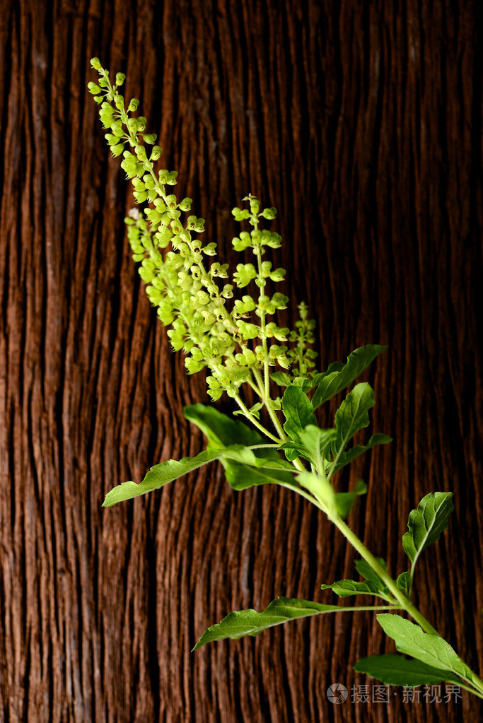 蓬蒿菜basilikavegetabiliska