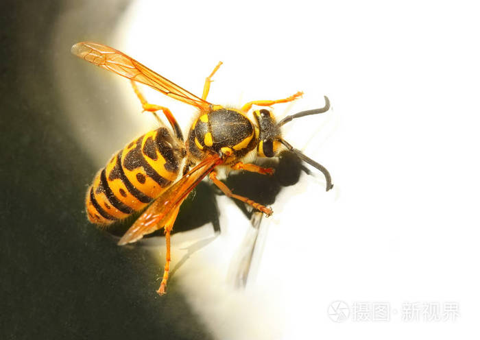黄蜂黄胡蜂德国小蠊