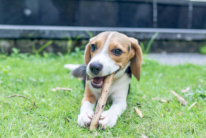 可爱的小狗beagle 犬的自然绿色背景 热带岛屿巴厘岛印度尼西亚照片 正版商用图片0v8uy6 摄图新视界 可爱的小狗beagle 犬的自然绿色背景 热带岛屿巴厘岛印度尼西亚照片 正版商用图片0v8uy6 摄图新视界