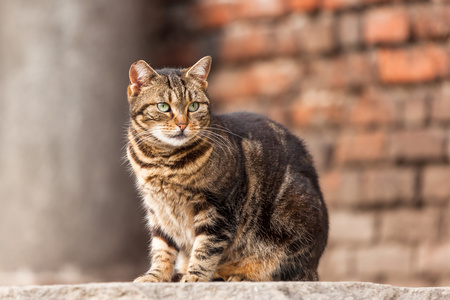 可爱的流浪猫