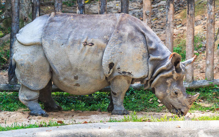 印度动物园犀牛