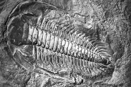 在古石的化石动物图片