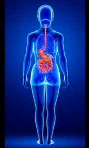 小肠纵切面图片