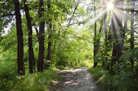 橡树的大道图片