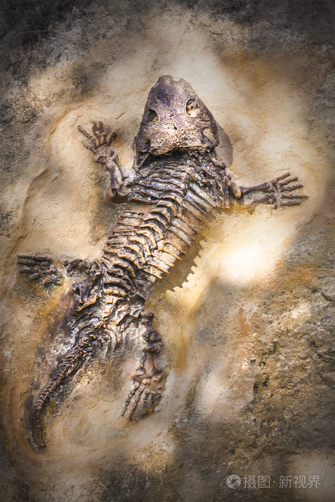 已灭绝的爬行动物骨骼的化石的石头