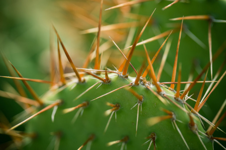 用长刺的仙人掌地球形状用长刺的仙人掌的关门照片