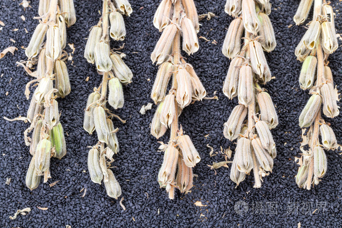 芝麻种子和植物