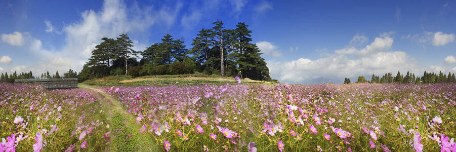 成像的美丽的高山花，漂亮的背景，v