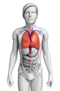 人类肺部解剖