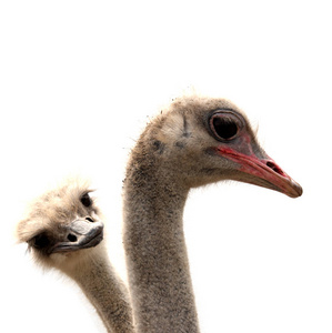 大荷属安的列斯孤立在白色的鸵鸟照片