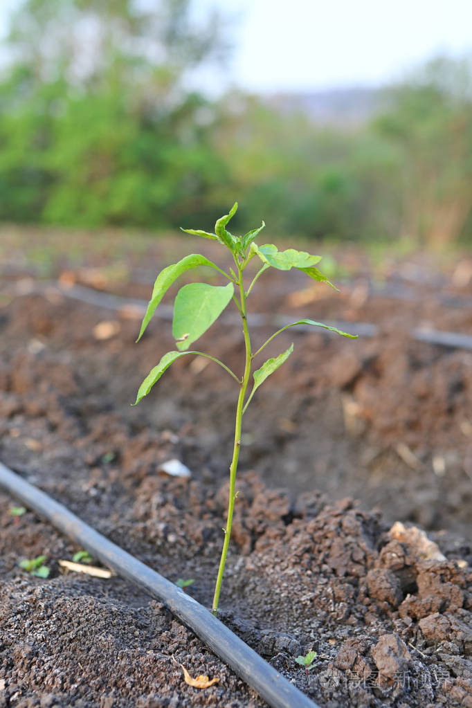 年轻的辣椒树生长在农场自补偿滴头灌溉农业中使用