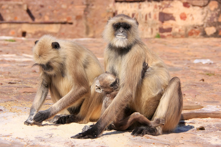 灰叶猴 semnopithecus dussumieri 抱着一个婴儿坐在 r