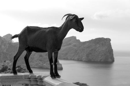 马略卡岛山羊在佛门海角灯塔图片
