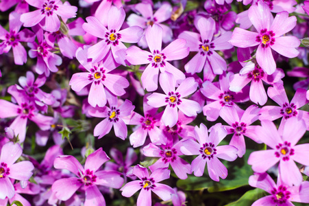 背景的紫色美丽的鲜花