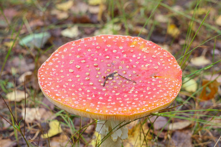 成熟飞鹅膏菌图片