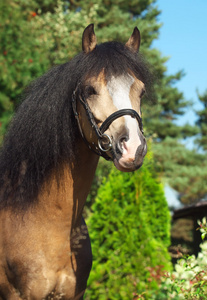 美丽鹿皮的肖像威尔士的小马