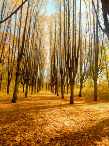 在森林里的秋天。黄色的树叶。10 月