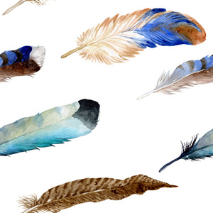 水彩的鸟羽毛从孤立的翼