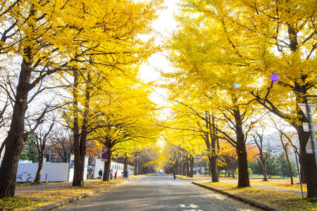 秋天秋天北海道大学