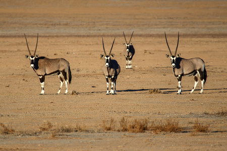 sossusvlei，纳米比亚的羚羊