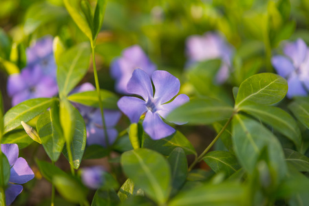 长春花关闭图片