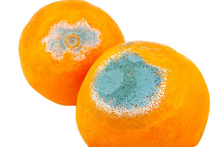 腐绿色两个孤立的白色背景上的发霉 腐烂橘子的特写照片