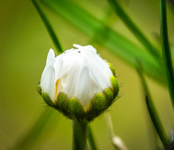 雏菊花微距摄影