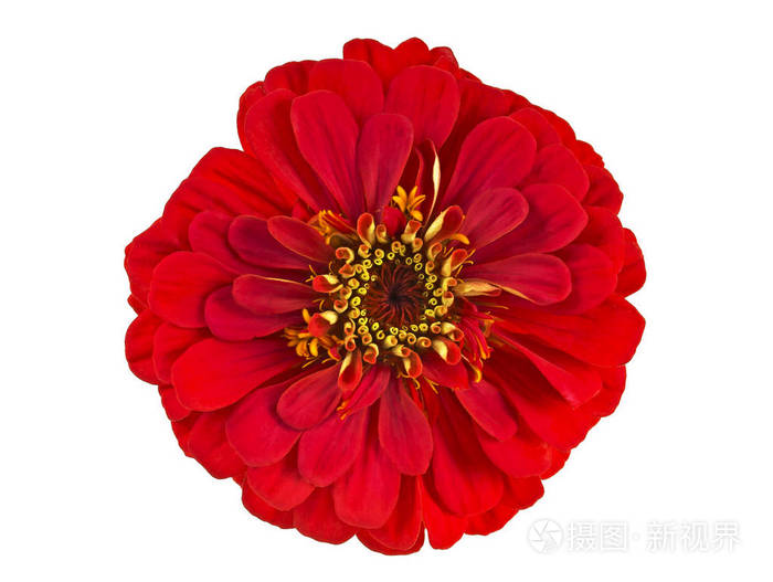 红百日草花孤立在白色的背景下,顶视图