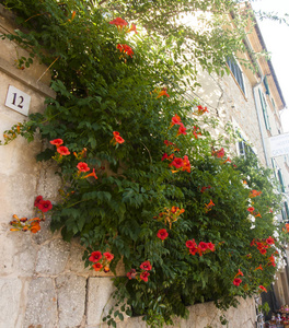 美丽的花朵在瓦，马略卡岛西班牙著名老地中海村街
