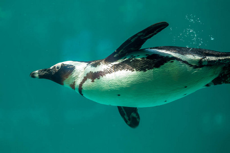 不会游泳非洲企鹅在第比利斯动物园,世界在水中游泳照片