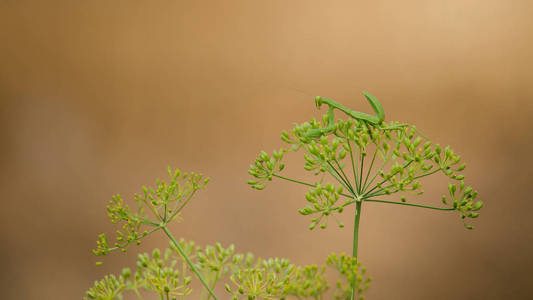 螳螂绿色昆虫的绿色的植物在棕色背景