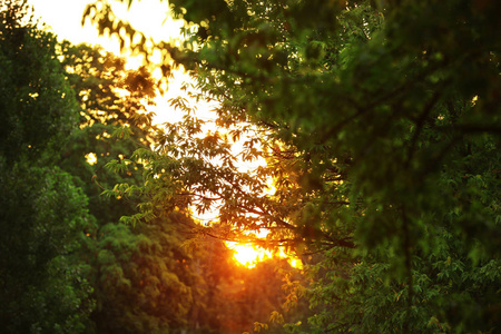 阳光穿过树枝图片